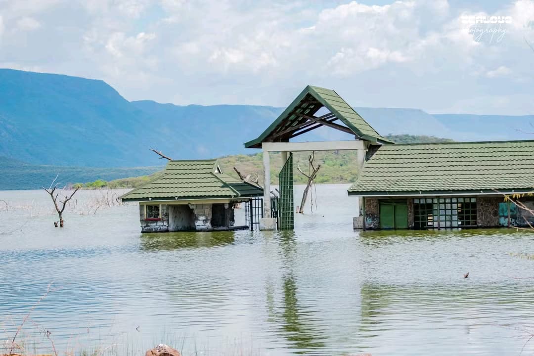 Flamingos at Lake Bogoria